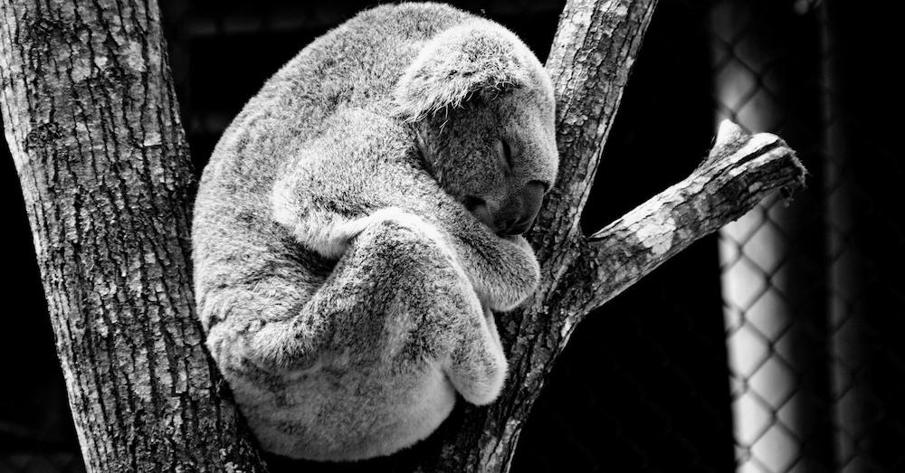 animal koala nature