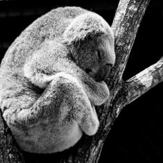 animal koala nature