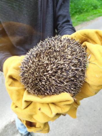 transport de herission