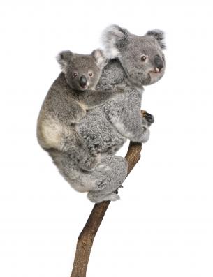 enfant koala
