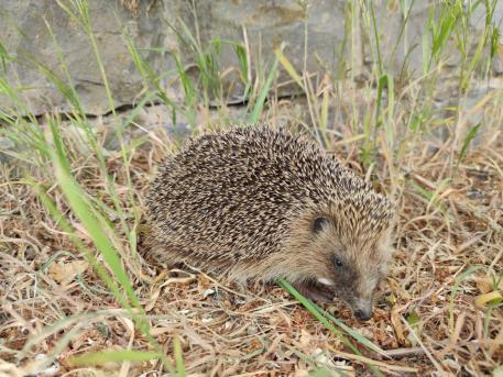 herisson sur le bord de la route